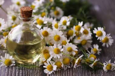 Papatya çiçeği yağı. Papatya.