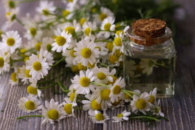 Papatya çiçeği yağı. Papatya.