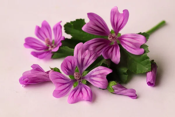 Malgenbloem Malva Vulgaris — Stockfoto