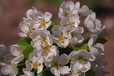 Elma ağacı çiçeği; Malus domestica