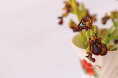 Ayna orkidesi; Ophrys spekulumu