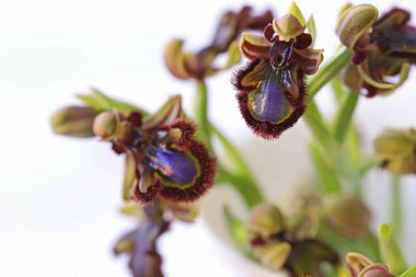 Ayna orkidesi; Ophrys spekulumu