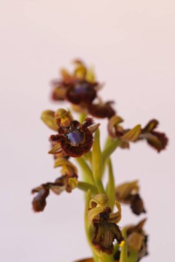 Ayna orkidesi; Ophrys spekulumu