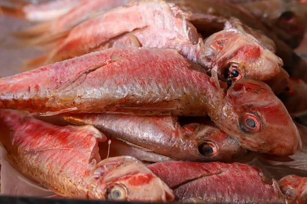 マルラスバルバス マルレット魚 — ストック写真