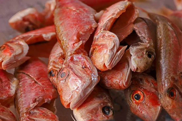マルラスバルバス マルレット魚 — ストック写真