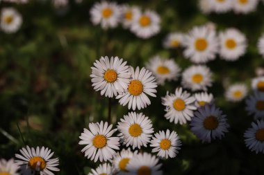 Güzel kır çiçeği beyaz papatya
