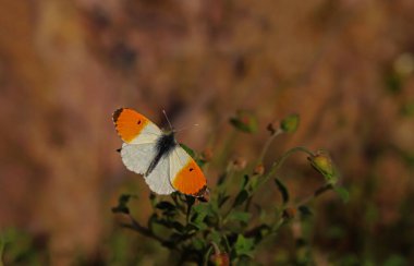 Turuncu süslü kelebek / Anthocharis kakuminleri