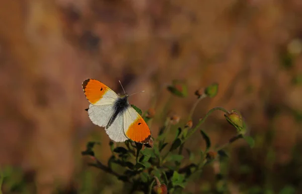 Orangefarbener Schmetterling Anthocharis Cardamines — Stockfoto