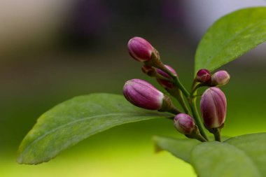 Limon ağacı / limon çiçeği