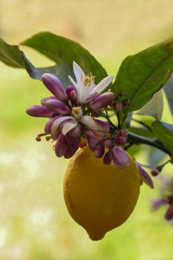 Limon ağacı çiçeği ve taze limon.