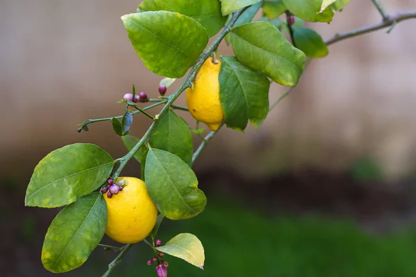 Citronträd Blomma Och Färsk Citron — Stockfoto