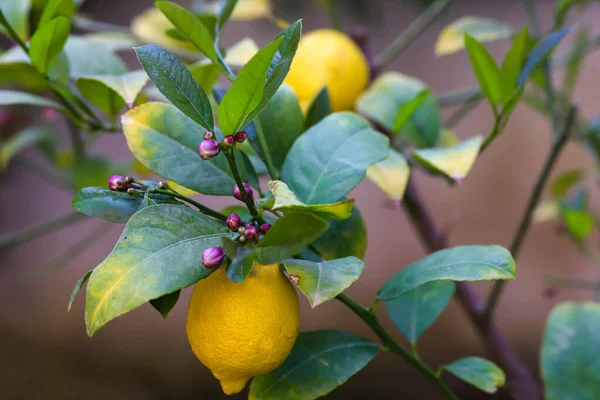 Lemon tree blossom and fresh lemon.
