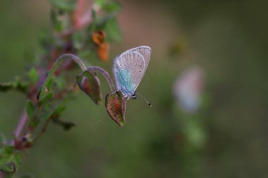 Karagz mavisi; Glaucopsyche alexis