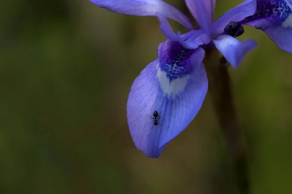 Malý Mravenec Gynandriris Sisyrinchium Květiny Listy — Stock fotografie