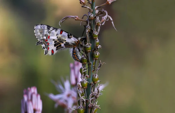 Floresta Festoon Zerynthia Cerisyi — Fotografia de Stock