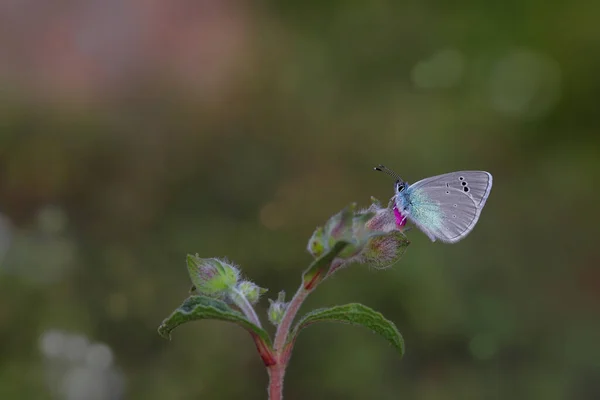 Karagz Blue Glaucopsyche Alexis — ストック写真