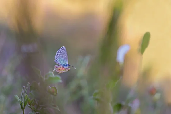 Karagz Blue Glaucopsyche Alexis — ストック写真