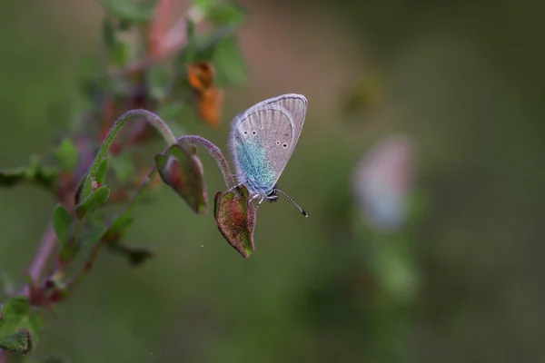 Azul Karagz Glaucopsyche Alexis —  Fotos de Stock