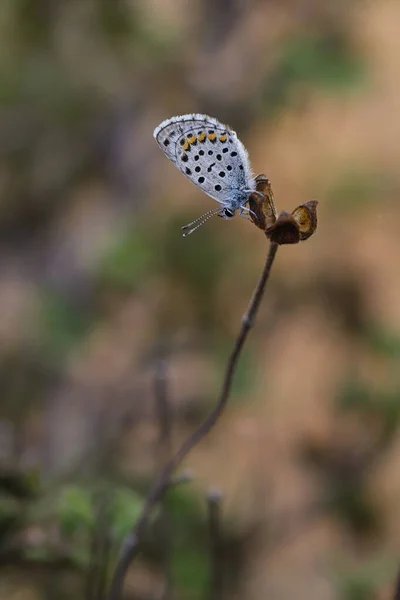 Azul Del Himalaya Pseudophilotes Vicrama —  Fotos de Stock