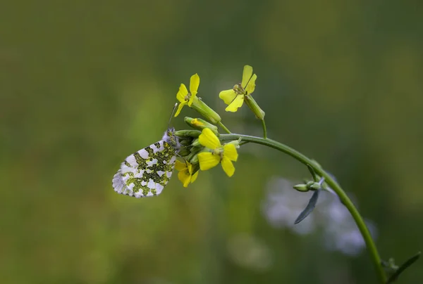 Pomarańczowy Fantazyjny Motyl Anthocharis Cardamines — Zdjęcie stockowe