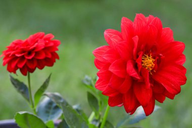 Kırmızı renkli yıldız çiçeği; Coreopside to