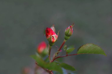 Bahçede pembe renkli gül çiçeği.