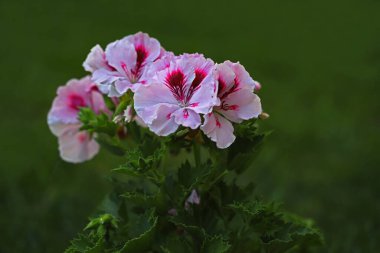 Kanan çiçeği, ceylan gözü, sardunya; Pelargonium domesticum