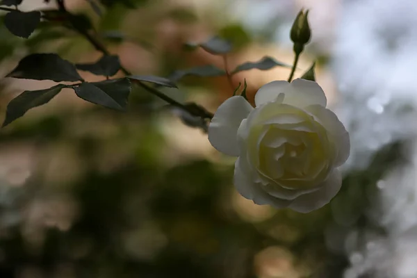 Přírodní Bílé Růže Otevřené Jaře — Stock fotografie