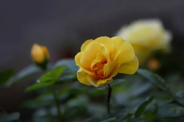 Žlutý Růžový Květ Zahradě — Stock fotografie