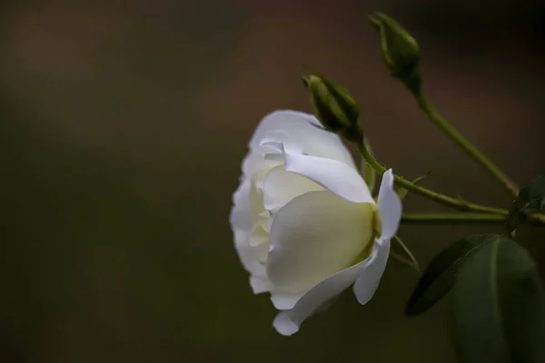 Natürliche Weiße Rosen Frühling Eröffnet — Stockfoto