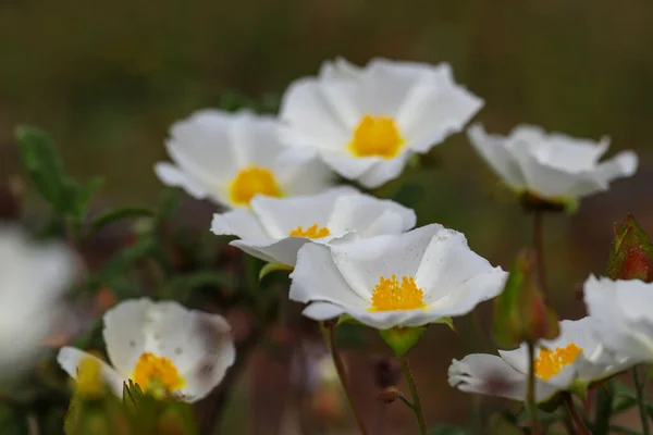 White Colored Laden Plant Cistrose Tauricus — Stock Photo, Image