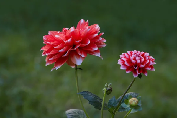 赤い色のダリアの花 Coreopsidaへ — ストック写真