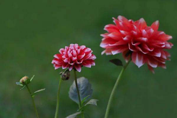 Георгины Цветка Красного Цвета Coreopsidea — стоковое фото