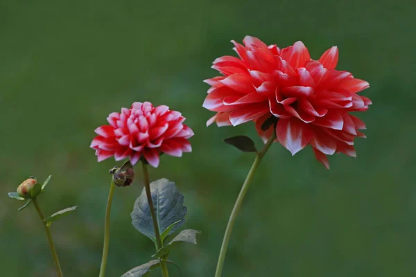 dahlia flower of red color; Coreopsidea to