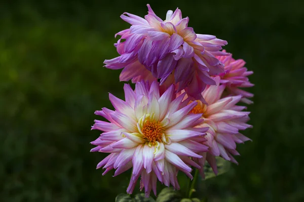 Kwiat Liliowy Dahlia Coreopsidea — Zdjęcie stockowe