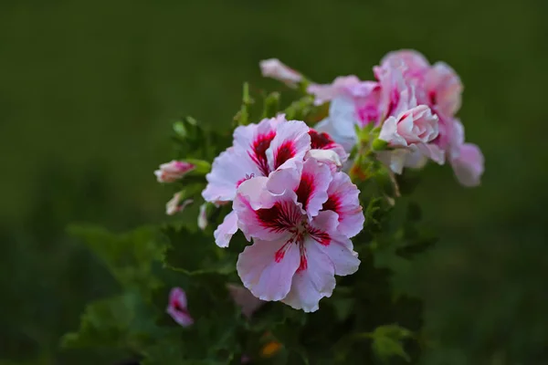 Kwiat Kananowy Oko Gazeli Geranium Pelargonia Domesticum — Zdjęcie stockowe