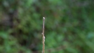 Yusufçuk böceği; Odonata, Anisoptera