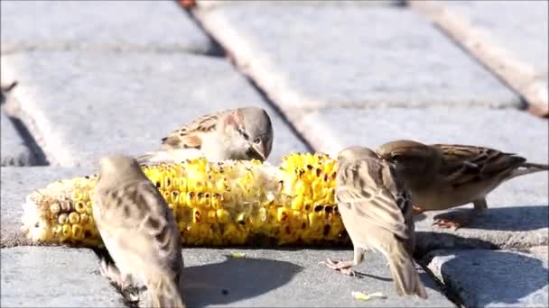 Pájaros Gorriones Alimentándose Maíz Plaza Sultán Ahmet Estambul — Vídeo de stock