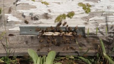 Bal arısı kovanı ve çalışan arılar.
