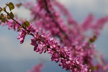 Kırmızı tomurcuk Ağacı / Cercis silikastrumu