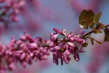 Kırmızı tomurcuk Ağacı / Cercis silikastrumu