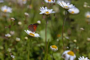 Benekli Bakır / Lycaena phlaeas