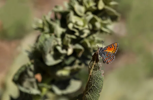 Akbes Poppy Tomares Nesimachus — Stock Photo, Image