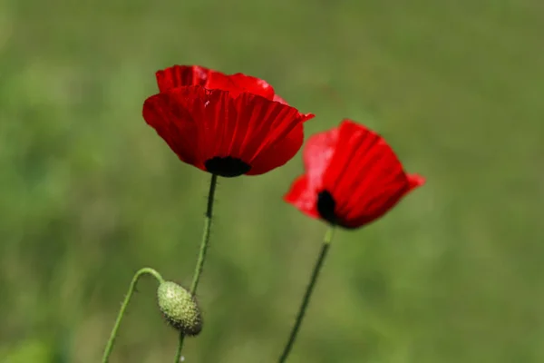 Papaver Rhoeas Papaveraceae — Fotografia de Stock