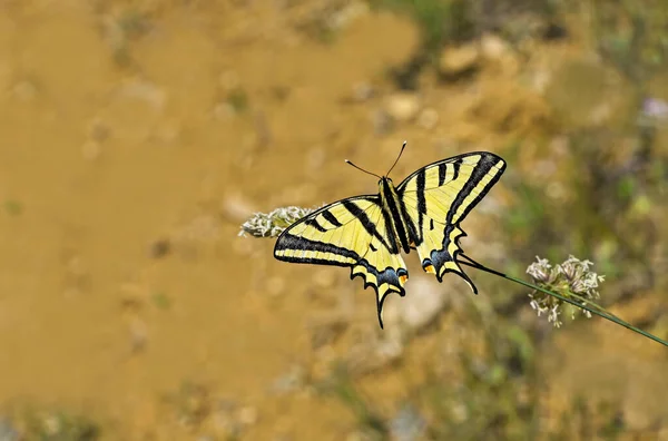 Бабочка Ласточка Тигра Papilio Alexanor — стоковое фото