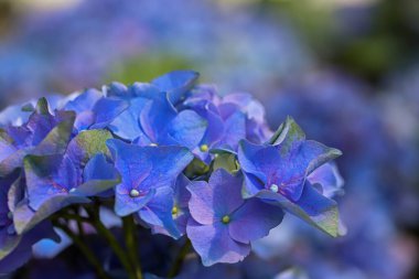 Ortanca çiçeği mavi renkte; Ortanca Makrophylla