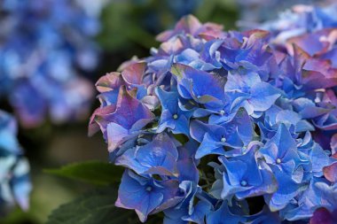 Ortanca çiçeği mavi renkte; Ortanca Makrophylla