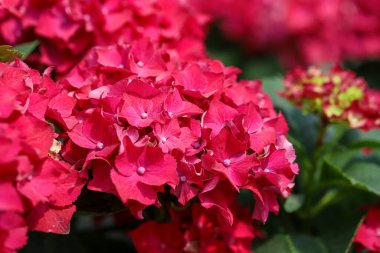 Pembe renkli ortanca çiçeği; Ortanca Makrophylla