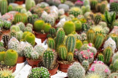 Minyatür, küçük güzel kaktüs çiçekleri