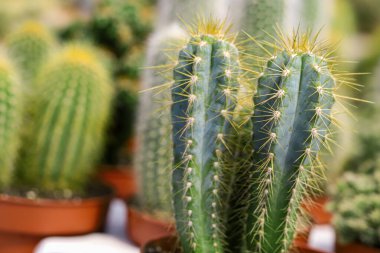 Minyatür, küçük güzel kaktüs çiçekleri